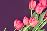 Fototapeta Tulipany - Bouquet of pink tulips on colored background with space for mess