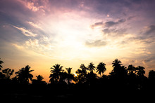 Vintage Filter : Silhouette Landscape Of Coconut Tree ,tropical