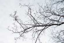 Bare Branches Against A Sky