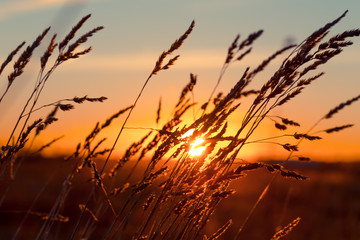 Wall Mural - Grass at sunset