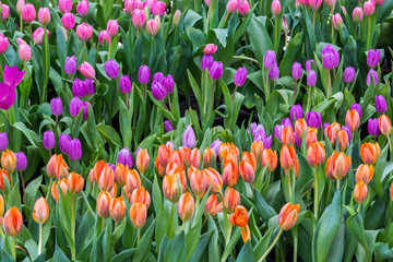 Wall Mural - tulip field