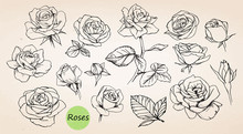 Set Of Hand Drawn Roses. Vector