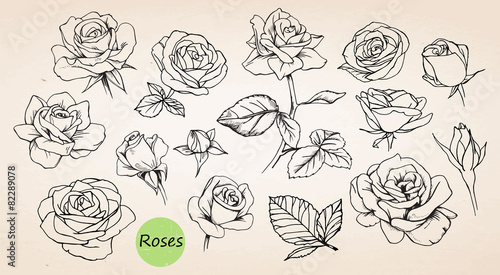 Set of hand drawn roses. Vector Canvas Print