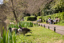 Families Enjoying Sunny Day Off Watching Wild Geese In Park