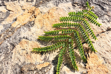 rocks and fern