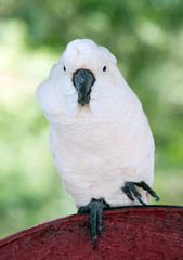 Wall Mural - parrot bird