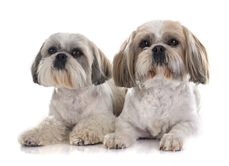 Sticker - Shih Tzu