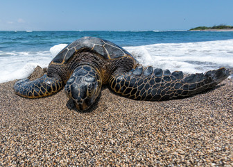 Canvas Print - Green Turtle on the beach in Hawaii