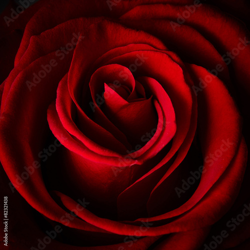 Beautiful red rose
