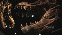 CU PAN Dinosaur's Skeleton In Natural History Museum, Lehi, Utah, USA