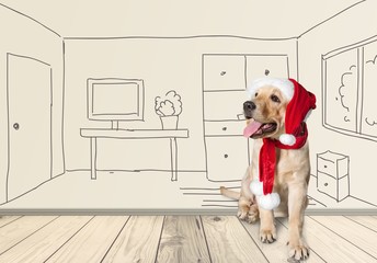 Wall Mural - Pet. Retriever puppy in a Santa Claus hat, isolated on white