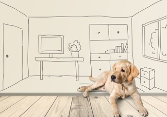 Wall Mural - Adorable. Labrador Retriever isolated on a white background