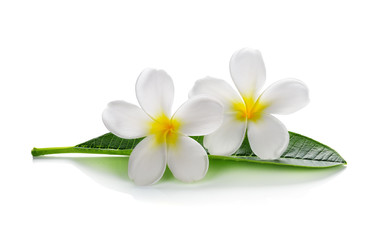 Frangipani flowers with leaves isolated on white