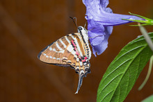 Spot Swordtail Butterfly