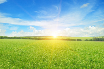 field, sunrise and blue sky