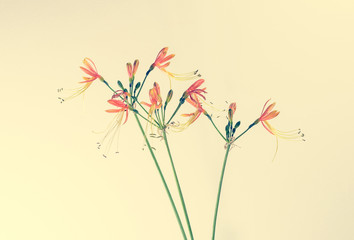 Wall Mural - small flower