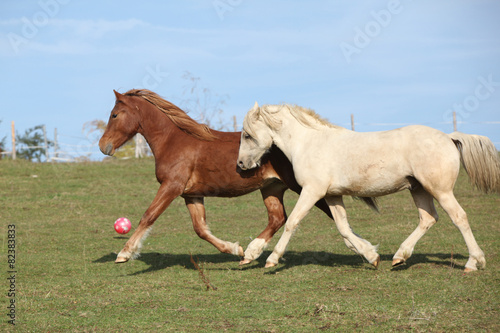 Naklejka na kafelki Two young ponnies running on pasturage together