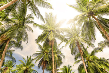 Coconut palm trees perspective view