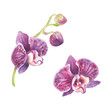 vector orchid phalaenopsis, watercolor painting of flowers,