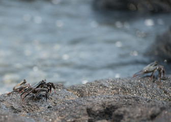 Wall Mural - crab on the lava rocks in hawaii