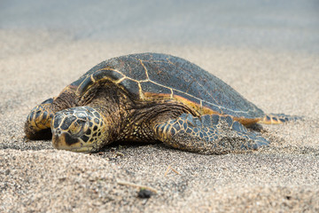 Canvas Print - Green Turtle on the beach in Hawaii