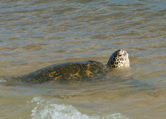Wall Mural - Green Turtle while breathing in Hawaii