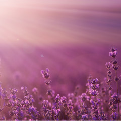 Wall Mural - field lavender flowers