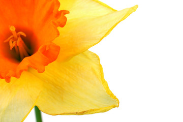 Fototapeta kwitnący kwiat narcyz