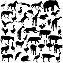 Set  Silhouettes  Animals And Birds In The Zoo Collection. Vecto