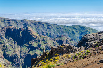 Landscape of the mountains of Madeira yellow flowers in the fore