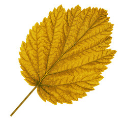 Wall Mural - Autumn  leaf  on white background. Vector illustration.