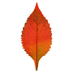 Wall Mural - Autumn  leaf  on white background. Vector illustration.