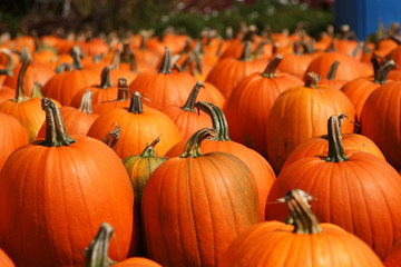 bright pumpkins autumn outdoor still life