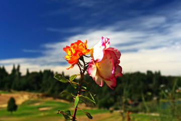 Rose at Nature