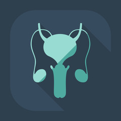 Flat modern design with shadow icons male reproductive system