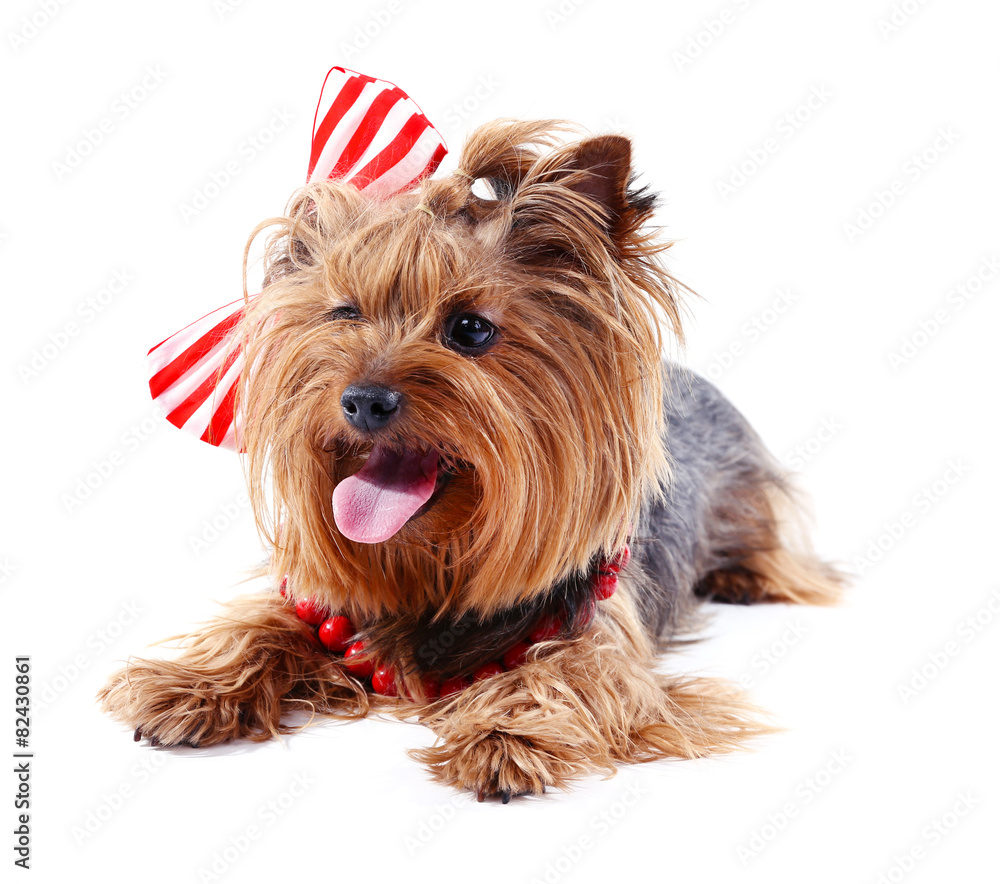 Cute Yorkshire terrier dog isolated on white