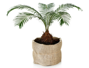 Poster - Green palm tree in pot isolated on white