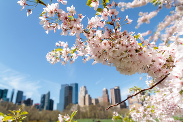 Spring in Central Park