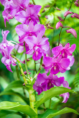 Wall Mural - Colourful orchid flowers on bright summer day