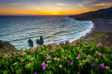 Flowers And View Of Rodeo Beach At Sunset, At Golden Gate Nation