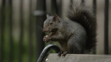 Close Up Of Squirrel Eating Nut On Bench / New York City, New York, United States