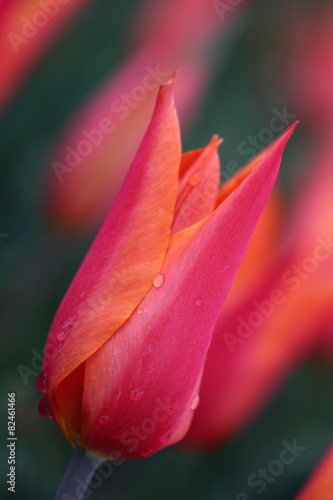 czerwony-tulipan