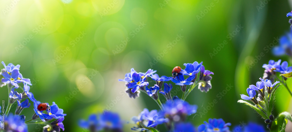 art spring or summer background with forget-me-not flower - obrazy, fototapety, plakaty 