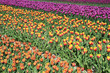 © anko_ter - Fantastic landscape with colorful flowers tulips (relaxation, me