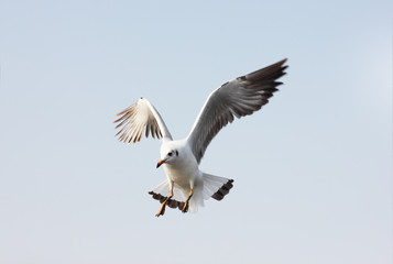 Wall Mural - Seagull flying among sky