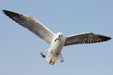 Seagull Flying Among Blue Sky
