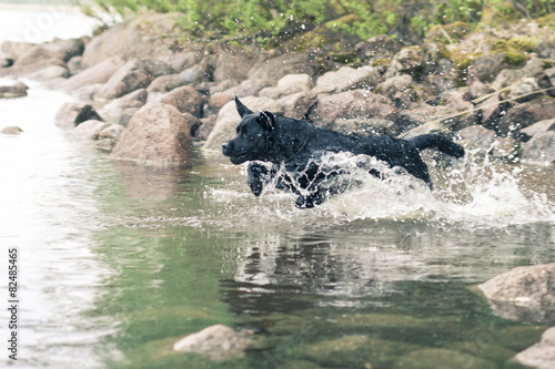 Black Labrador Retriever Jumping Into Water at Summer