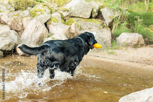 Soaking Wet Black Labrador Retriever Returning From Water