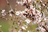 Fototapeta  - Цветы вишни в лучах солнца