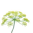 Dill Herb ( Anethum graveolens )